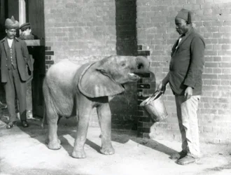 Jonge Afrikaanse olifant Kiberenge wordt gevoerd door Darisha terwijl Syed Ali toekijkt op de achtergrond, London Zoo, september 1923
